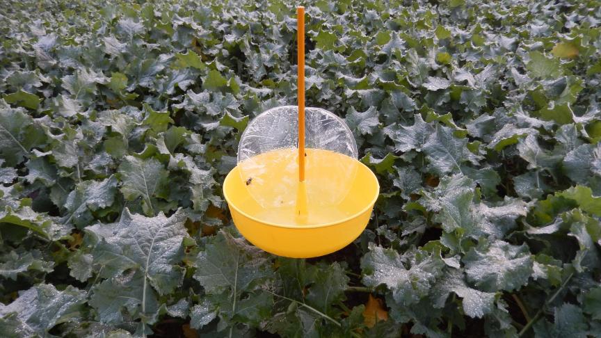 Les captures d’insectes sont partiquement nulles en cette mi-novembre.