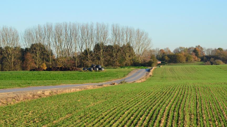 Vu la plus faible pression actuelle de jaunisse nanisante, le prochain avis du Cadco n’est normalement attendu qu’à la fin de l’hiver.
