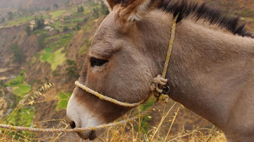 donkey-1043998_1920