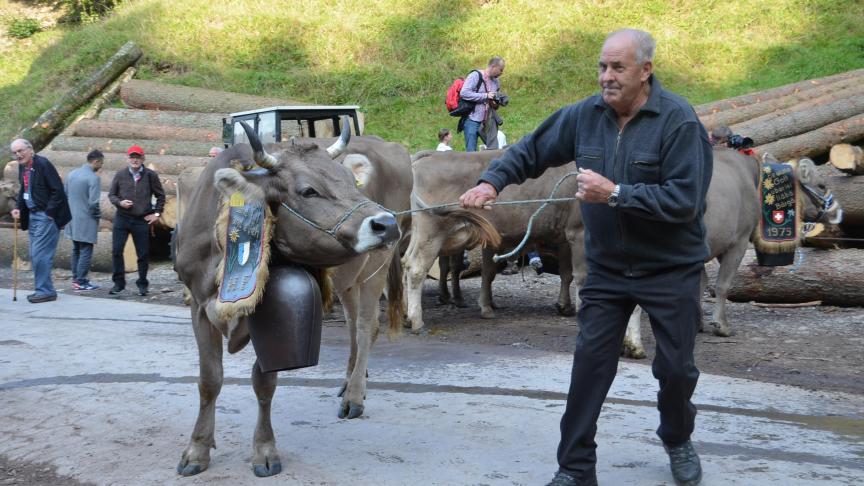 Les vaches sont sur leur 31, dotées d’une couronne de fleurs et d’une cloche. Celle-ci est l’une des rares à posséder des cornes.