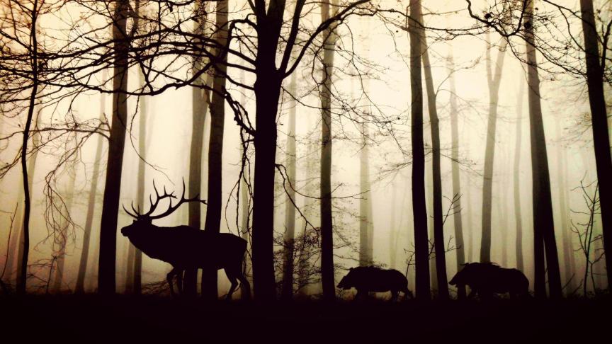 forest-1818690_1920