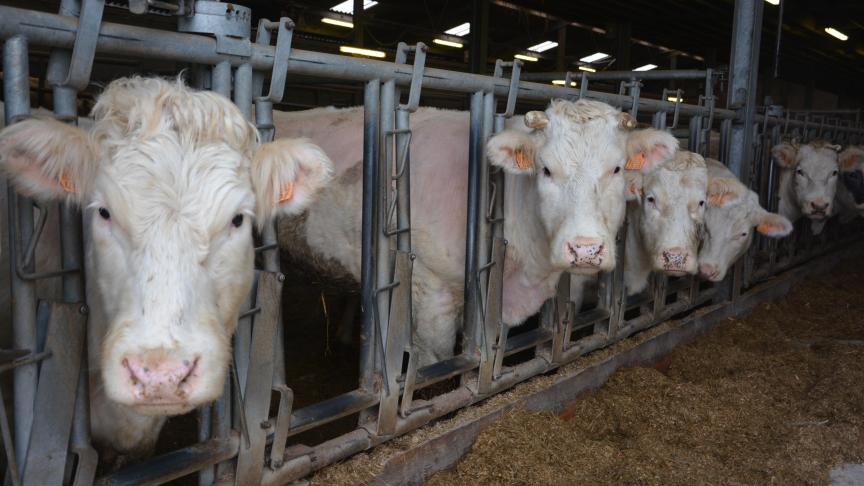 Les organisations professionnelles de l’UE plaident pour la reconnaissance mutuelle des systèmes de sûreté alimentaire et des certifications vétérinaires. Objectif: éviter l’instauration de nouveaux obstacles non tarifaires sous la forme d’exigences frontalières.