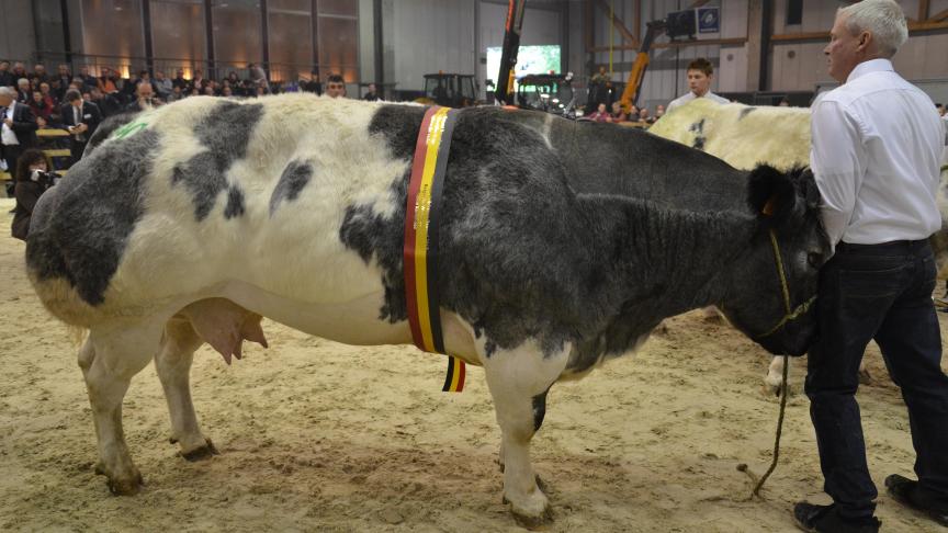 Lionne du Coin, championne des vaches, à F. Mailleux, J-M et B. Dony, Braibant.