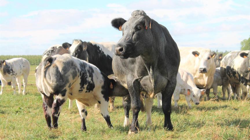 cow-2218072_1920
