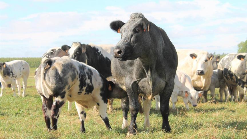 La Fédération des marchands craint la disparition des engraisseurs  occasionnels et « pâturiers » à cause des nouvelles règles sanitaires  concernant l’IBR.