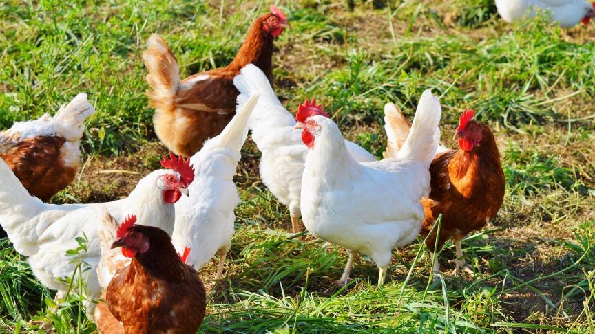 chicken-2789493_1920