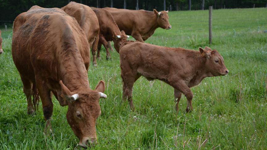 La Wallonie souhaite désormais que 2.000 de ses exploitations soient converties à l’agriculture bio d’ici à 2020, contre 1.750 précédemment.