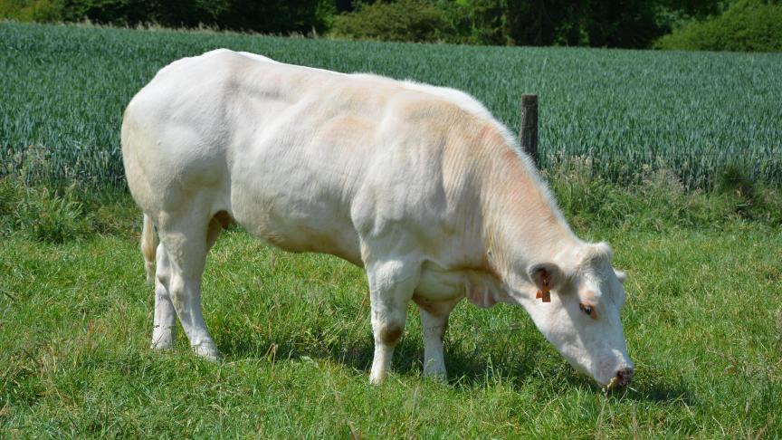 Au total, 6,5
millions seront versés aux éleveurs wallons.