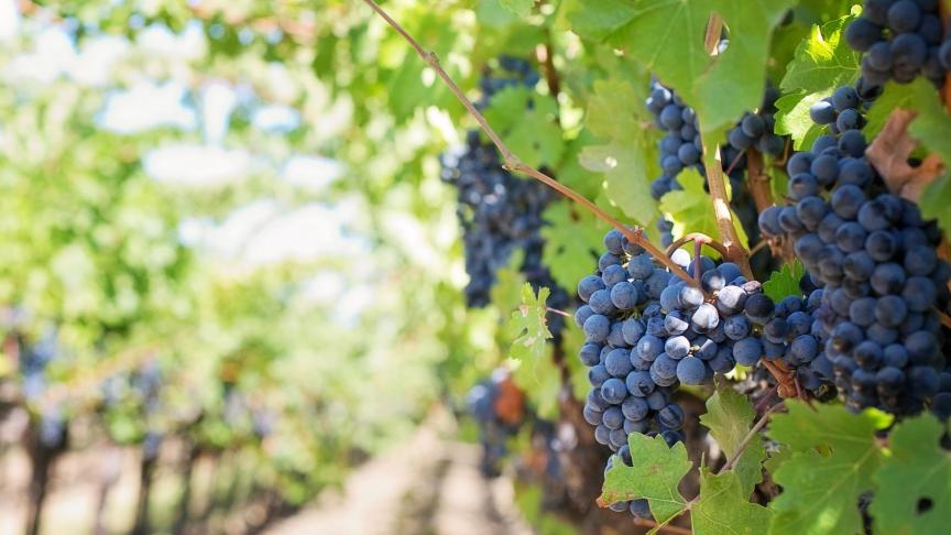 purple-grapes-553462_1920