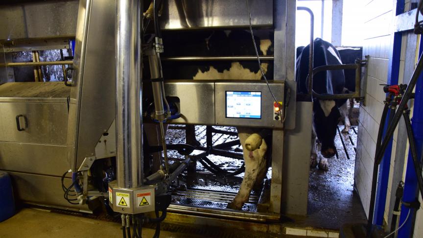 Les données collectées, notamment par les robots via la puce d’identification de l’animal, peuvent être traitées  par une Intelligence artificielle pour aider l’éleveur à conduire plus finement son troupeau.