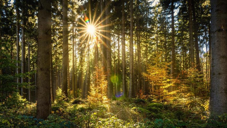 forest-2960091_1920