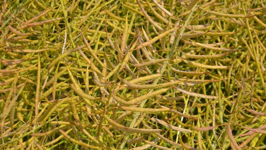 L’année 2017 se distingue par la deuxième plus volumineuse moisson en grains jamais enregistrée dans le monde, avec une incidence directe sur les marchés. Du côté du colza, la chute des cours est particulièrement sévère.