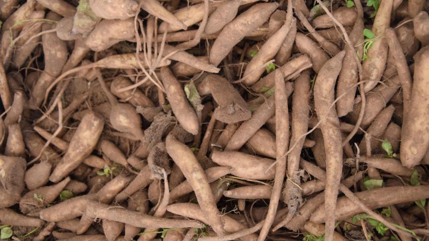 Un procédé d’épluchage des petits tubercules est en cours de recherche afin que le consommateur puisse les préparer comme bon lui semble.