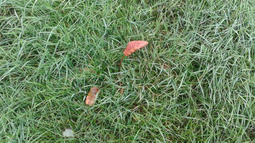 Un mois après un traitement sulfo: rougissement du rumex. 10 à 15 jours sont encore nécessaires pour voir le rumex disparaître complètement. Action durable mais très très lente!