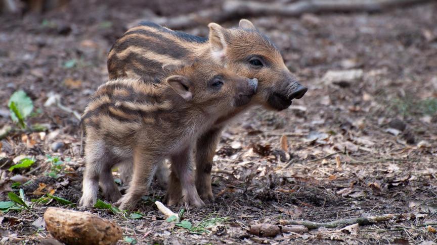 little-pig-2224212_1920