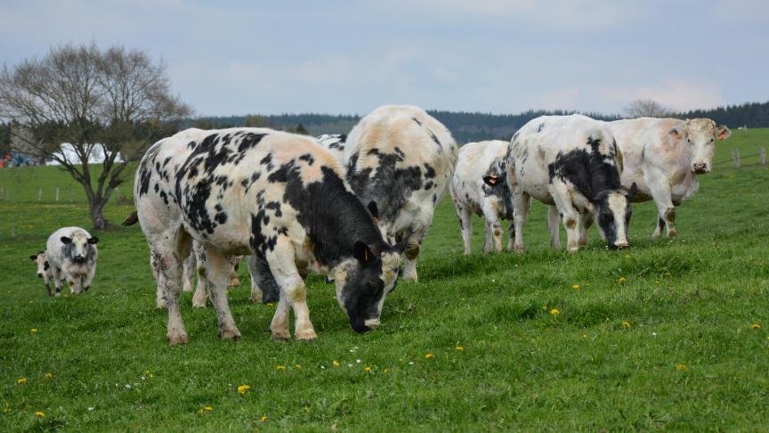 La filière viande, et plus particulièrement la filière bovine, subit de plein fouet la pression exercée par la grande distribution. En magasin, cela se traduit par d’importantes promotions destinées à attirer le consommateur. À la ferme, c’est le revenu de l’agriculteur qui en pâtit.