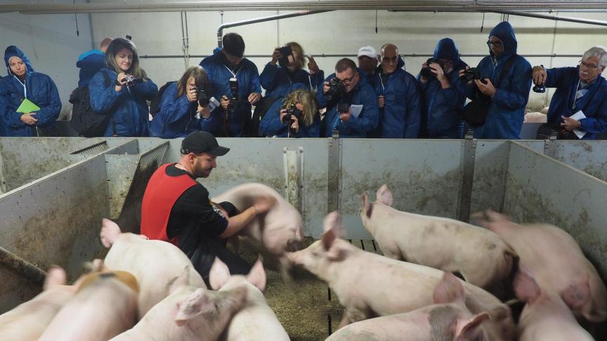 Les porcs à l’engraissement proviennent de deux croisements puisque les mères sont des truies hybrides (Landrace x Yorkshire), et les pères des verrats Duroc.