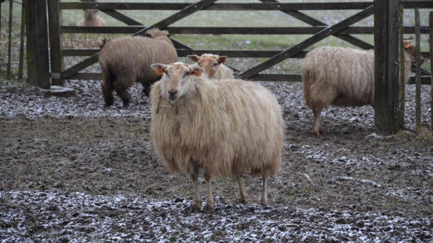 Apprendre à manipuler un mouton, évaluer son état de santé, son état corporel, définir sa race faisaient notamment partie des critères de sélection.