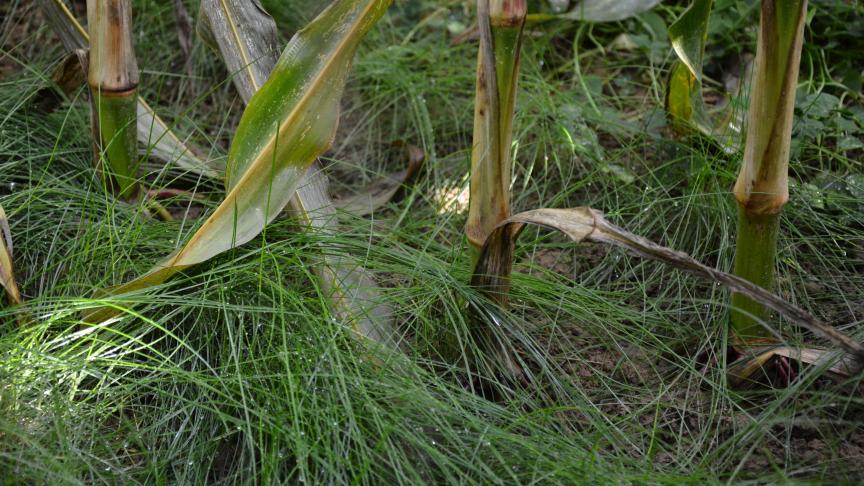 Semée à une densité maximale de 6
kg/ha, la fétuque rouge ne concurrence aucunement le maïs.