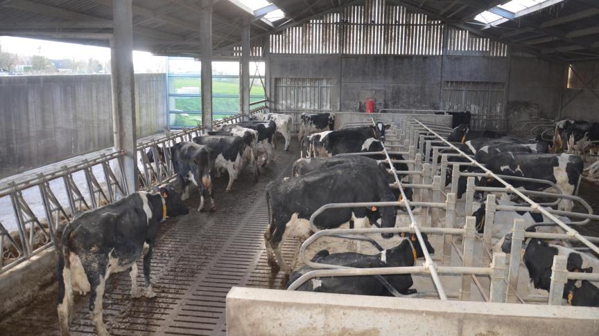 Malgré une modification de la manière de traire et une désinfection de l’eau contaminée,  le nombre de cas restait élevé dans l’élevage situé à Saint-Sauveur.