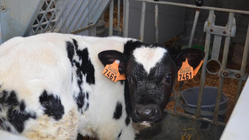 Le programme de vaccination demande une organisation sans faille,  mais une fois que l’habitude est assimilée, le travail  n’est pas vraiment contraignant.