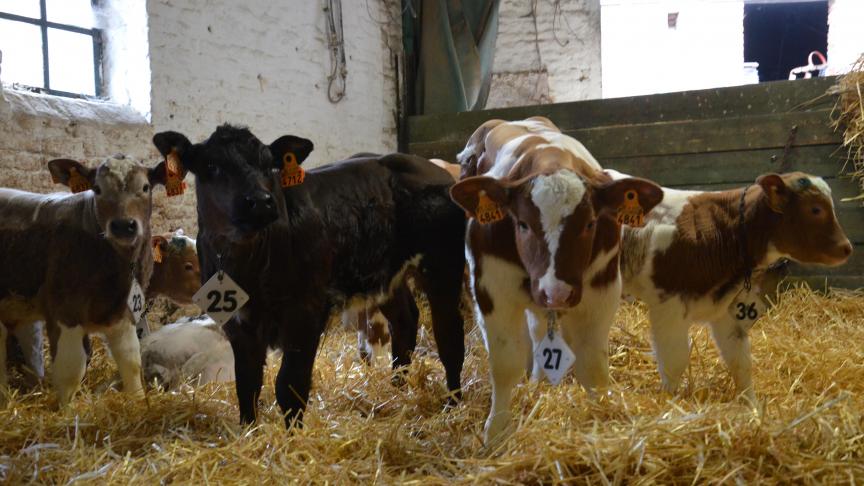 Les veaux sont nourris à la louve. Cette année, quelques uns ont tété leur mère. Mais ils n’ont pas été moins vulnérables au germe par la suite.