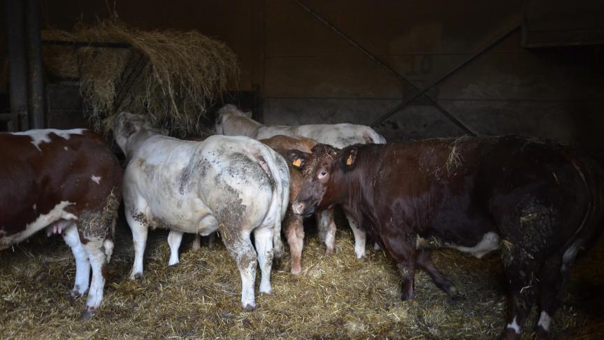 Eric Royer croise la base de son élevage Blanc-bleu principalement  avec du Charolais et un peu de Rouge des prés.