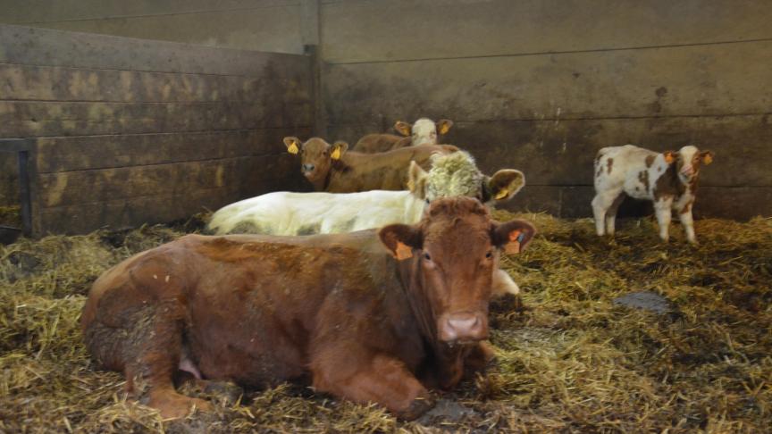Pour identifier les produits d’un éventuel taureau vecteur du germe, Eric a placé des boucles de couleur sur les produits concernés.