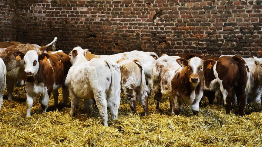 Seules les bêtes qui ont entre  6 mois et un an sont vulnérables au germe. P-Y L.