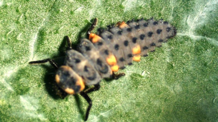Avec son aspect de bolide de course, la larve de coccinelle se déplace rapidement sur la plante entière. Dès qu'elle rencontre un puceron, elle s'arrête et son comportement de carnassier fait le reste.