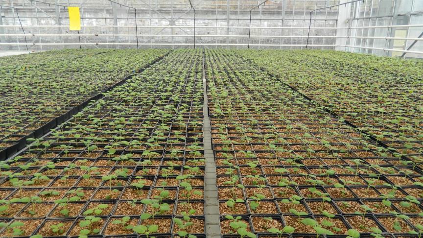 Les croisements – 1 ère  étape de la sélection – génèrent des plantes  sur lesquelles sont récoltées les graines. L’année suivante,  celles-ci sont semées (photo) et les plantes produiront  alors la première génération de tubercules.