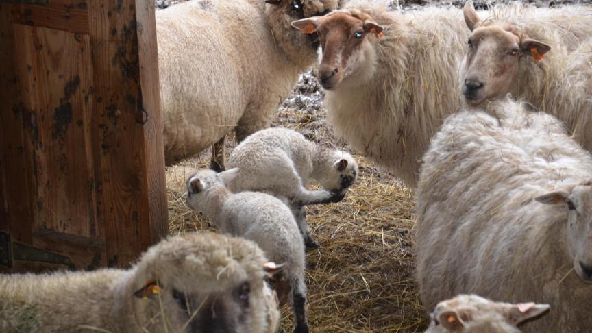 Les ateliers dits «secondaires» peuvent avoir une grande importance dans la gestion de la ferme : il faut bien délimiter les recettes et dépenses y afférents!