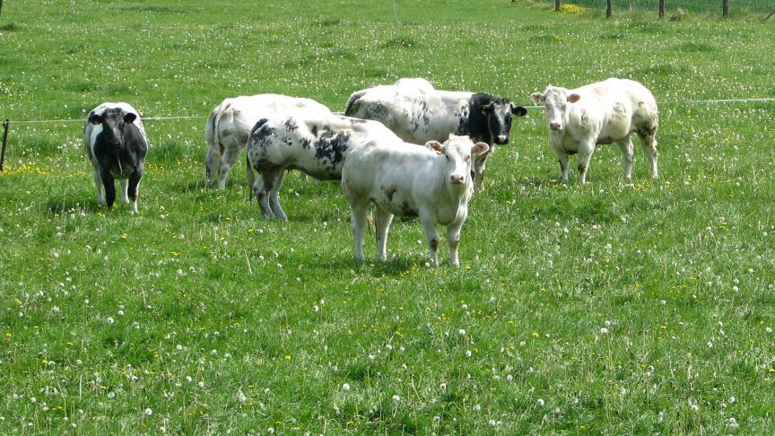 L’occasion est belle de faire découvrir le métier et de communiquer ensemble sur la richesse de notre élebage et la qualité de notre viande bovine. Les inscriptions sont ouvertes jusqu’au 4 avril.