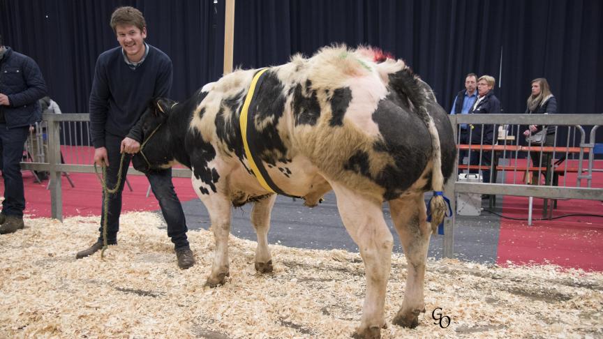 Devin de Chardeneux (Zougar X Muguet), champion des taureaux d’âge moyen, à Alain & Clément Boclinville-Marot, de Bonsin.