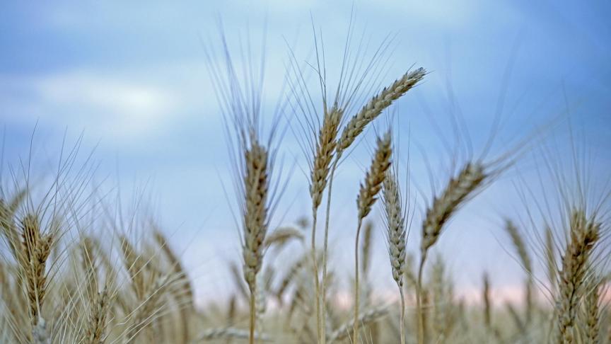 wheat-3205954_1920
