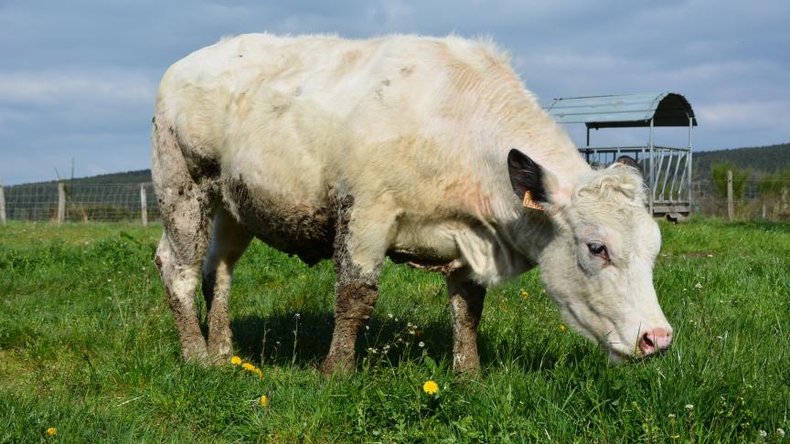Le technograzing consiste à établir des couloirs de largeur définie  qui seront subdivisés dans l’autre sens afin d’obtenir des parcelles de fractions d’hectare connues.