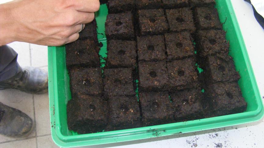 Le semis peut être réalisé directement en mottes pressées ou en godets si nous disposons d'une surface importante sous abri.