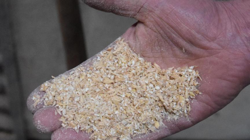 L’escourgeon aplati de l’exploitation se retrouve dans la ration pour les vaches laitières.