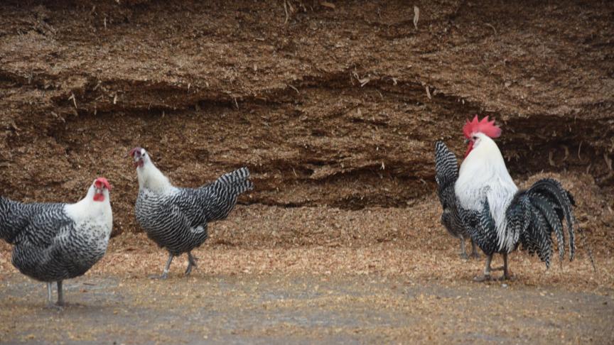 Des poules et coq de Brakel devant le silo de maïs. La race avait failli disparaître dans les années 1960.  Selon la légende, elle serait arrivée dans la région avec les troupes de Jules César...