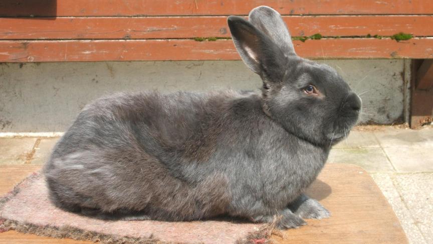 La température influence la densité du pelage. Confronté à des températures plus froides, le lapin réagit en augmentant la densité de son pelage par la production de duvet et de poils plus longs.