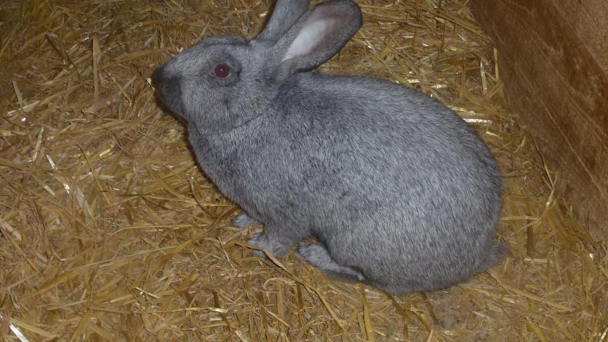 Les poils contiennent 85 à 93
% de kératine, une protéine composée de longues chaînes d’acides aminés. En période de mue, il faut donc distribuer des aliments riches en protéines et en AA soufrés comme les fourrages verts, le trèfle, la luzerne ou du foin de bonne qualité.