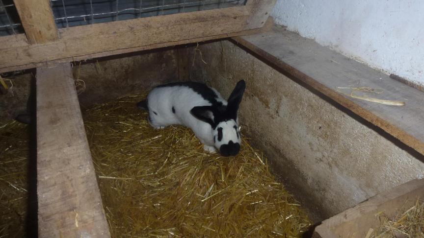 La litière doit régulièrement être changée pour conserver un pelage de qualité et éviter les souillures.