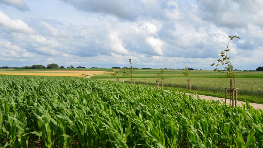 Ce dossier doit permettre à tout maïsiculteur de maîtriser au mieux la pression des adventices.