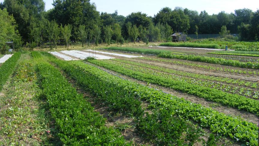 Le céleri-rave est surtout cultivé pour être valorisé en industrie. Mais il reste de belles opportunités de production pour le circuit court.