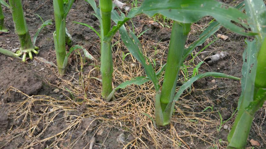 Malgré son apparition échelonnée et la difficulté de détruire son système racinaire en profondeur, il est possible de bien maîtriser le liseron des haies.