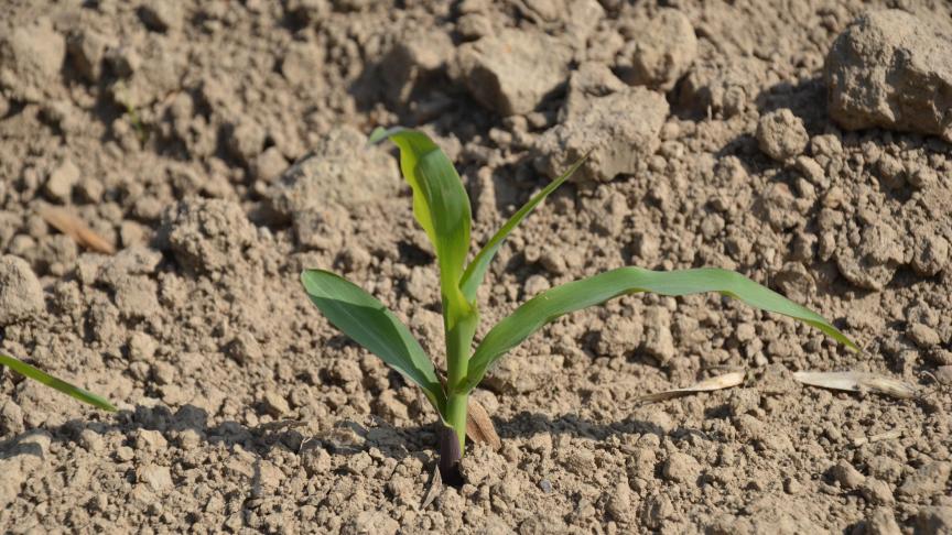 Le tableau 12, en page 19 indique les zones tampons à respecter en fonction de la présence ou non d’une eau de surface et du type d’eau rencontrée en bord de parcelle pour les produits utilisés en culture de maïs dans le sud du pays.
