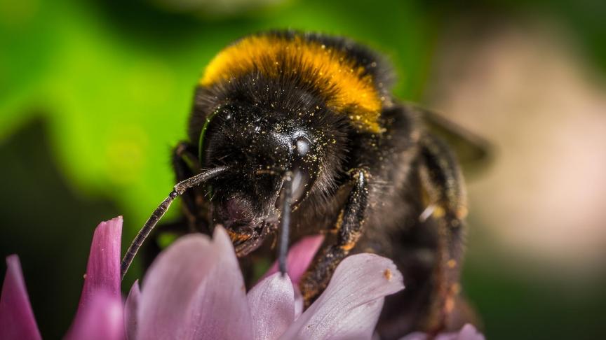 bumblebee-3060390_1920