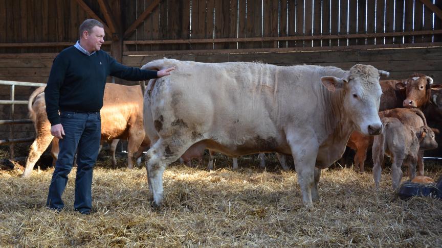 Nicolas Braibant et son épouse élèvent 180
bovins blanc-bleu belges croisés blonde d'Aquitaine, dans un espace entièrement ouvert au public.