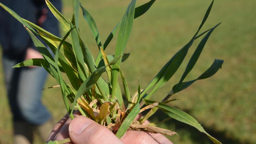 L’helminthosporiose est capable d’infecter l’orge avant l’hiver. Elle se  réactive lors de la reprise de croissance mais les attaques sévères commencent réellement après le déploiement de la dernière feuille.