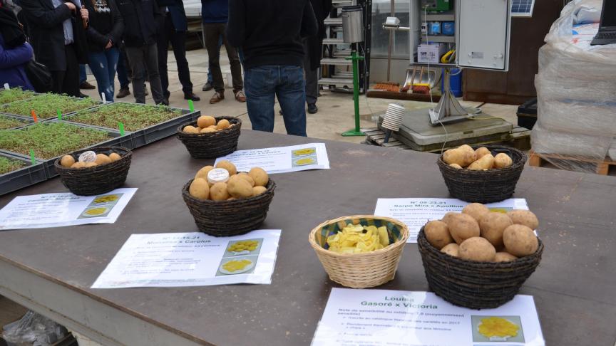 Des variétés de pommes de terre plus résistantes au mildiou sont créées par hybridation de variétés existantes.